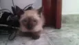 Gatinhos