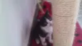 Gatinhos