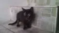 Gatinhos