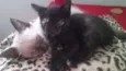 Gatinhos