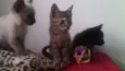 Gatinhos