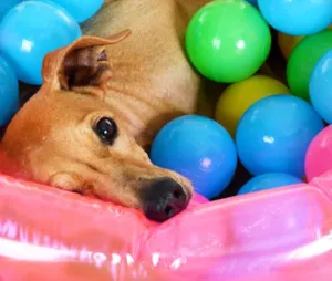 Cachorro raça SRD idade 6 ou mais anos nome Johnny 