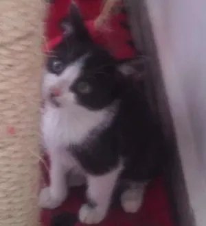 Gato raça SRD idade Abaixo de 2 meses nome Gatinhos