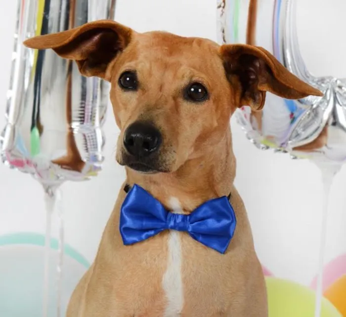 Cachorro ra a SRD idade 6 ou mais anos nome Johnny 
