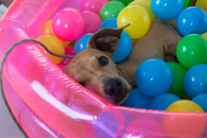 Cachorro ra a SRD idade 6 ou mais anos nome Johnny 