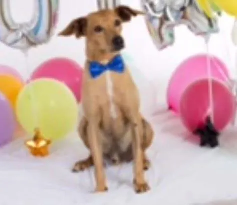 Cachorro ra a SRD idade 6 ou mais anos nome Johnny 