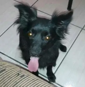 Cachorro raça Não definida idade 2 anos nome Lua