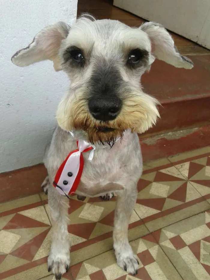 Cachorro ra a Shnauzer idade 6 ou mais anos nome FRED