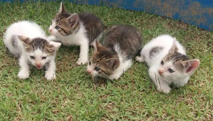 Gato ra a  idade Abaixo de 2 meses nome Gatos