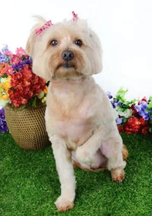 Cachorro raça SRD idade 2 anos nome Milka