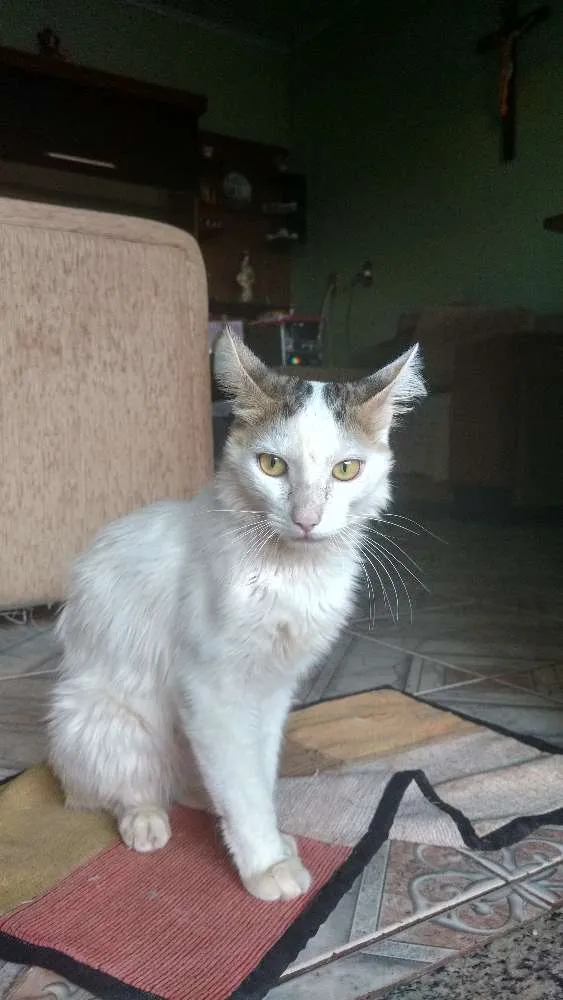 Gato ra a Sem raça definida idade 1 ano nome Richard Parker