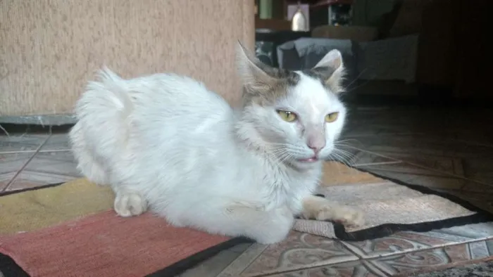 Gato ra a Sem raça definida idade 1 ano nome Richard Parker