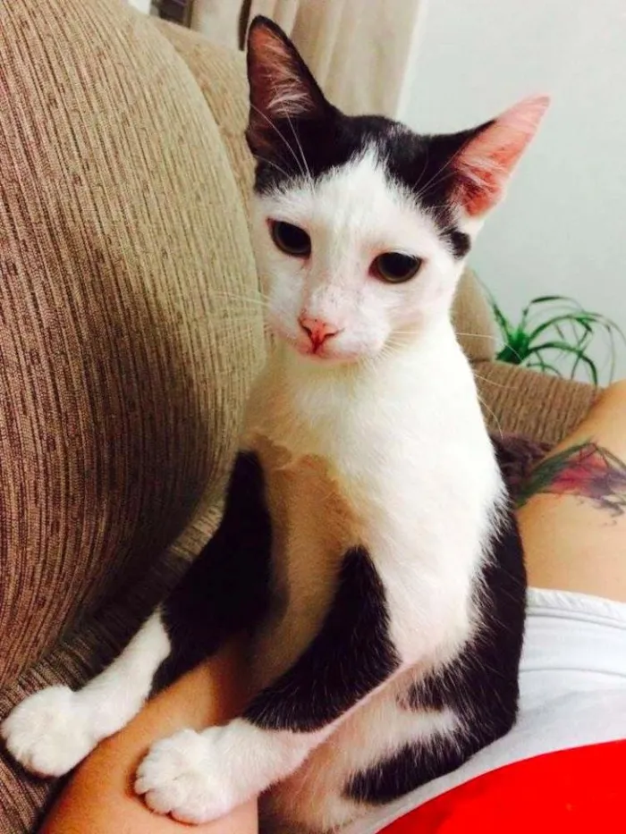 Gato ra a Sem Raça Definida idade 1 ano nome Chico