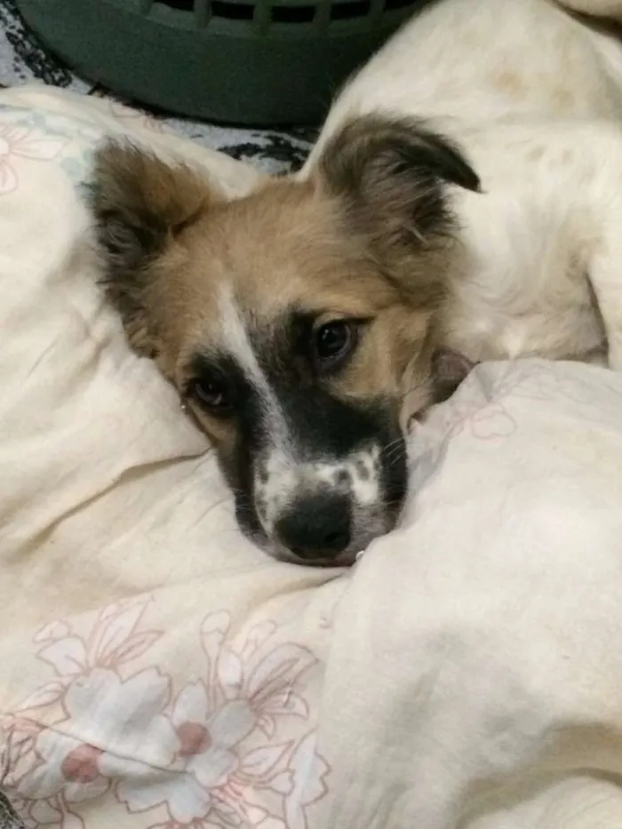 Cachorro raça vira lata idade 7 a 11 meses nome Poppy
