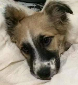 Cachorro raça vira lata idade 7 a 11 meses nome Poppy