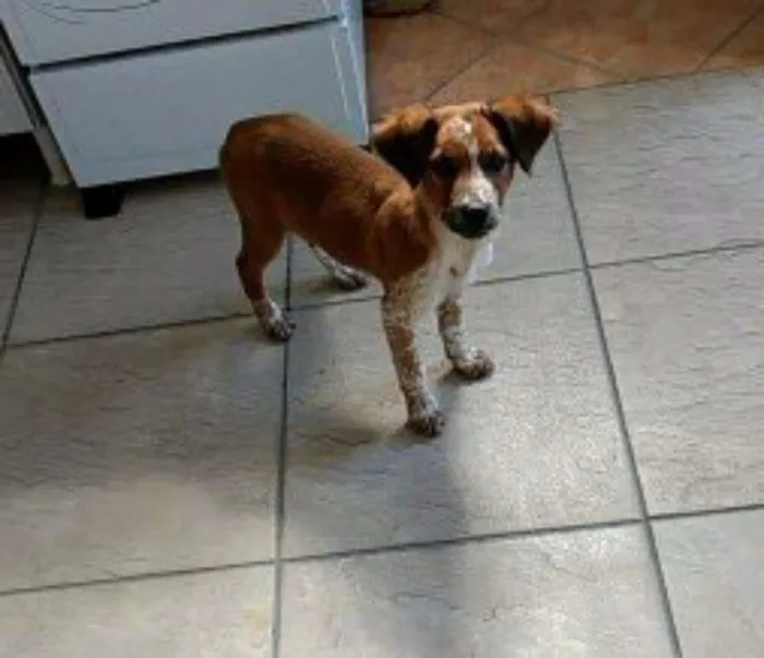Cachorro ra a Vira lata idade 7 a 11 meses nome Marceline