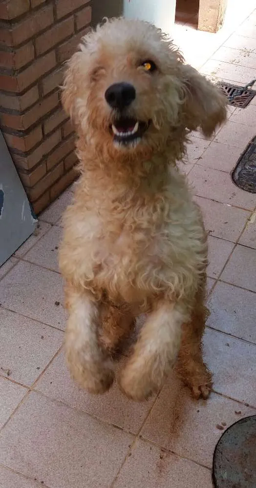 Cachorro ra a cocker spaniel idade 1 ano nome Marley 