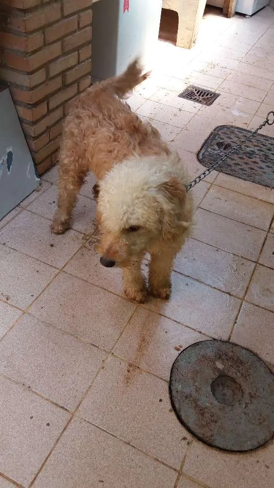 Cachorro ra a cocker spaniel idade 1 ano nome Marley 