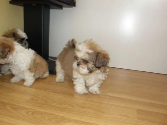 Cachorro ra a shis tzu idade Abaixo de 2 meses nome ricky