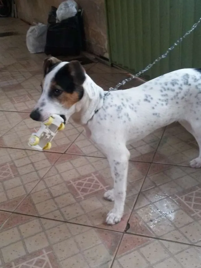 Cachorro ra a fox paulistinha idade 7 a 11 meses nome Guerreiro