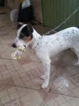 Guerreiro