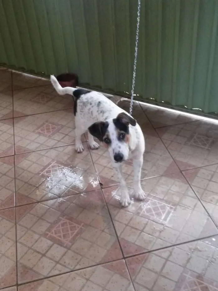 Cachorro ra a fox paulistinha idade 7 a 11 meses nome Guerreiro