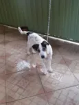 Guerreiro