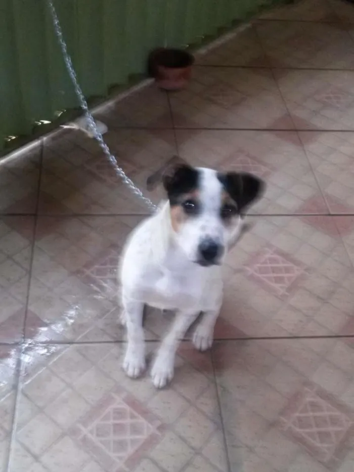 Cachorro ra a fox paulistinha idade 7 a 11 meses nome Guerreiro