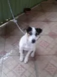Guerreiro