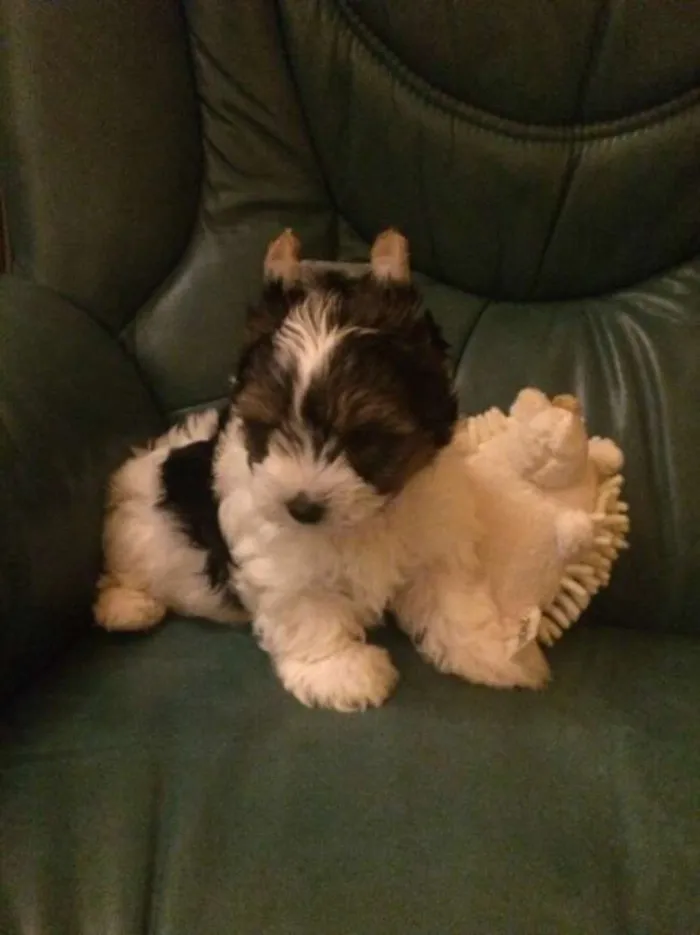 Cachorro ra a Shitzu idade  nome kelly