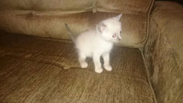 Gato ra a nao defi idade Abaixo de 2 meses nome Didi e Nina