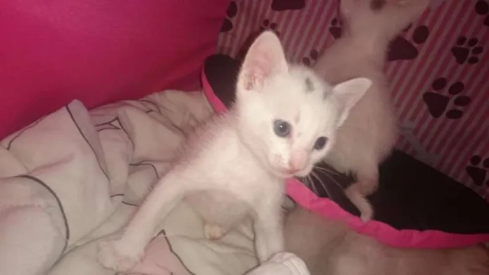Gato ra a nao defi idade Abaixo de 2 meses nome Didi e Nina