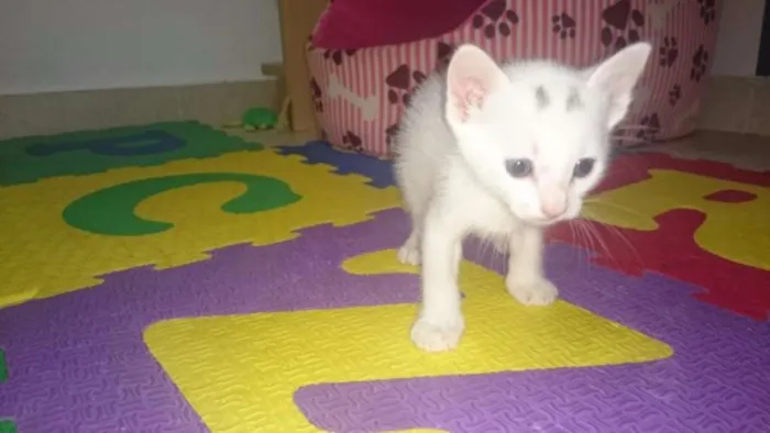 Gato ra a nao defi idade Abaixo de 2 meses nome Didi e Nina