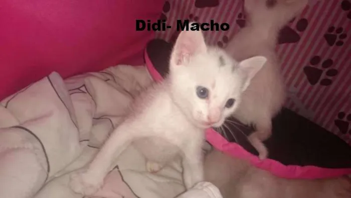 Gato ra a nao defi idade Abaixo de 2 meses nome Didi e Nina
