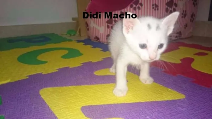 Gato ra a nao defi idade Abaixo de 2 meses nome Didi e Nina