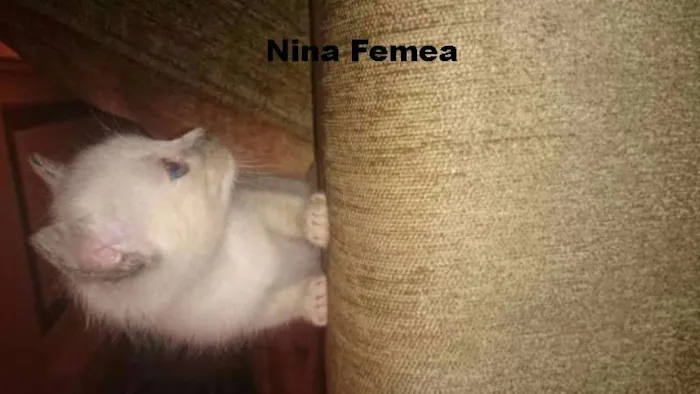 Gato ra a nao defi idade Abaixo de 2 meses nome Didi e Nina