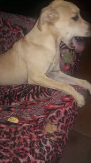 Cachorro raça Não  definida  idade 7 a 11 meses nome Luna