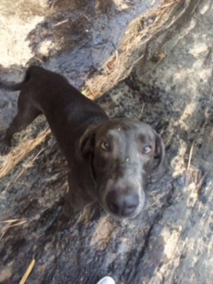 Cachorro ra a Weimaraner idade 3 anos nome Thor