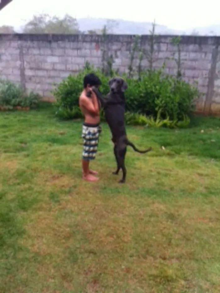 Cachorro ra a Weimaraner idade 3 anos nome Thor