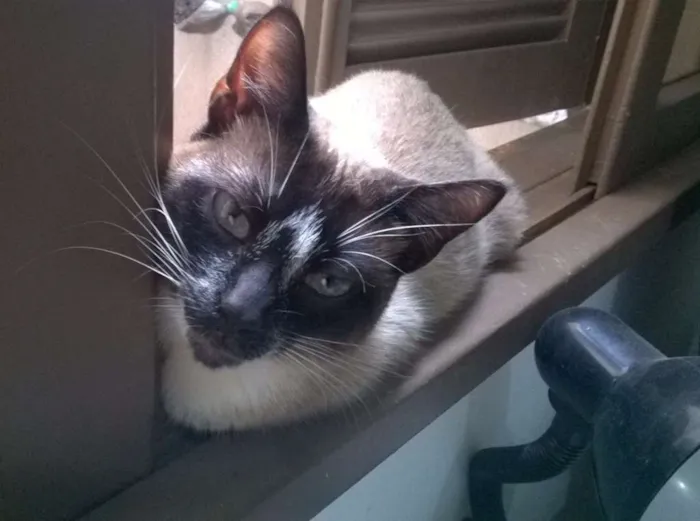 Gato ra a Siamês idade 1 ano nome Toddy Pikachu