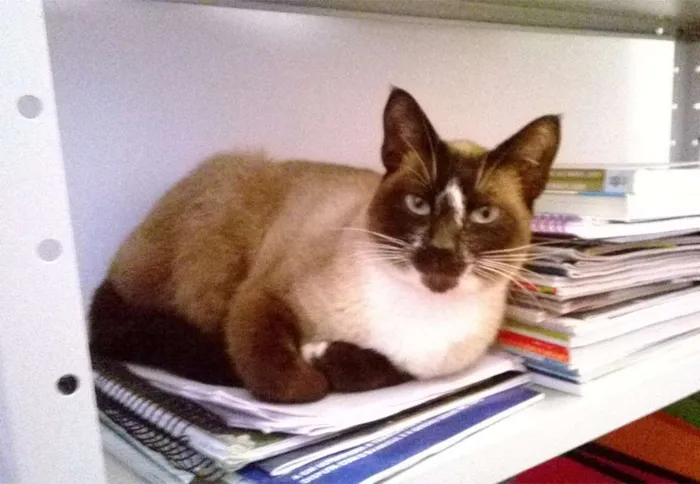 Gato ra a Siamês idade 1 ano nome Toddy Pikachu