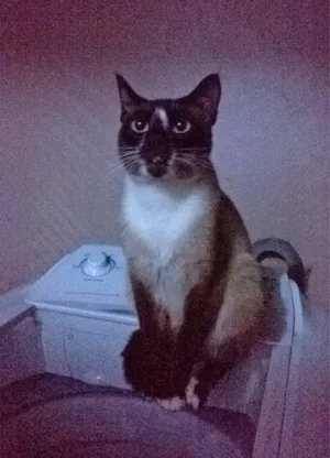 Gato raça Siamês idade 1 ano nome Toddy Pikachu