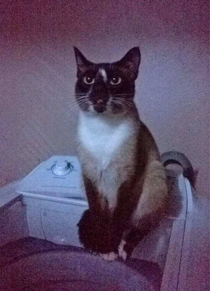 Gato ra a Siamês idade 1 ano nome Toddy Pikachu
