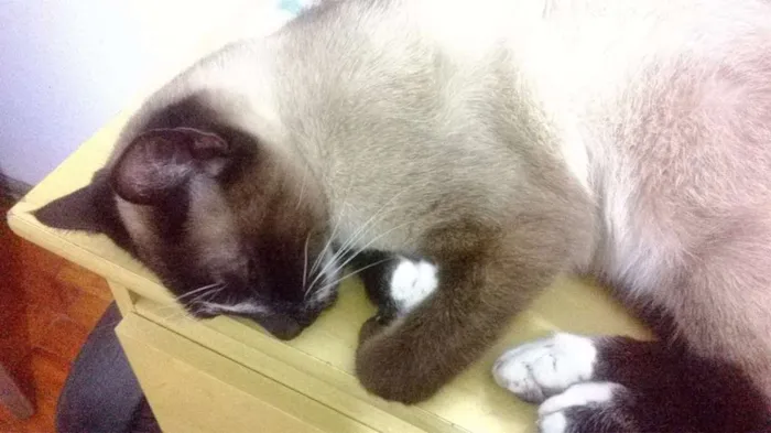Gato ra a Siamês idade 1 ano nome Toddy Pikachu