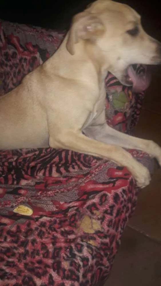 Cachorro ra a Não definida  idade 7 a 11 meses nome Luna 
