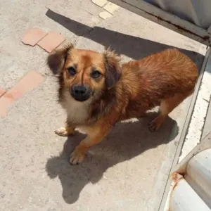 Cachorro raça SRD idade 7 a 11 meses nome Amarelinha