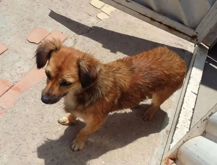 Cachorro ra a SRD idade 7 a 11 meses nome Amarelinha
