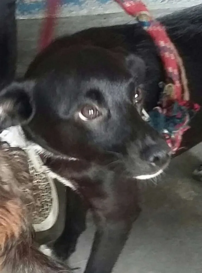 Cachorro ra a SRD idade 7 a 11 meses nome Tekinha 