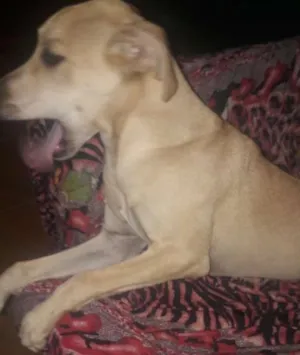 Cachorro raça Não definida  idade 7 a 11 meses nome Luna 