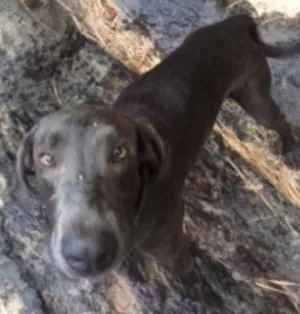 Cachorro raça Weimaraner idade 3 anos nome Thor